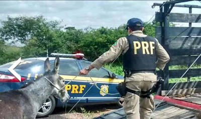 Homem em uniforme policial ao lado de um burro