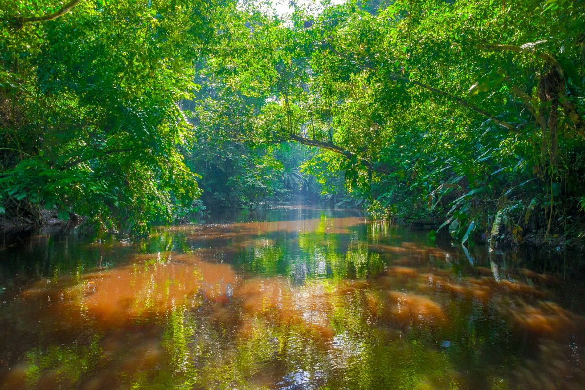 Amazônia internacional: Conheça o Corredor Triplo A