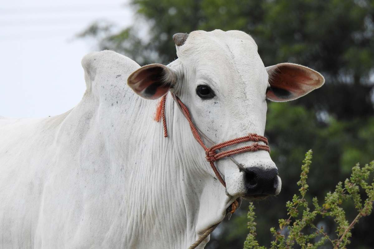 Embrapa atualiza ferramenta para cálculo de custos da pecuária de corte