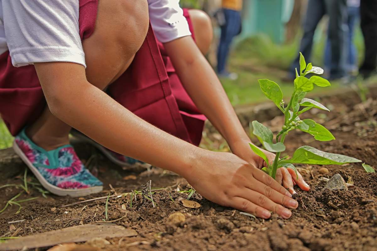 Ganhar Dinheiro Plantando Árvores