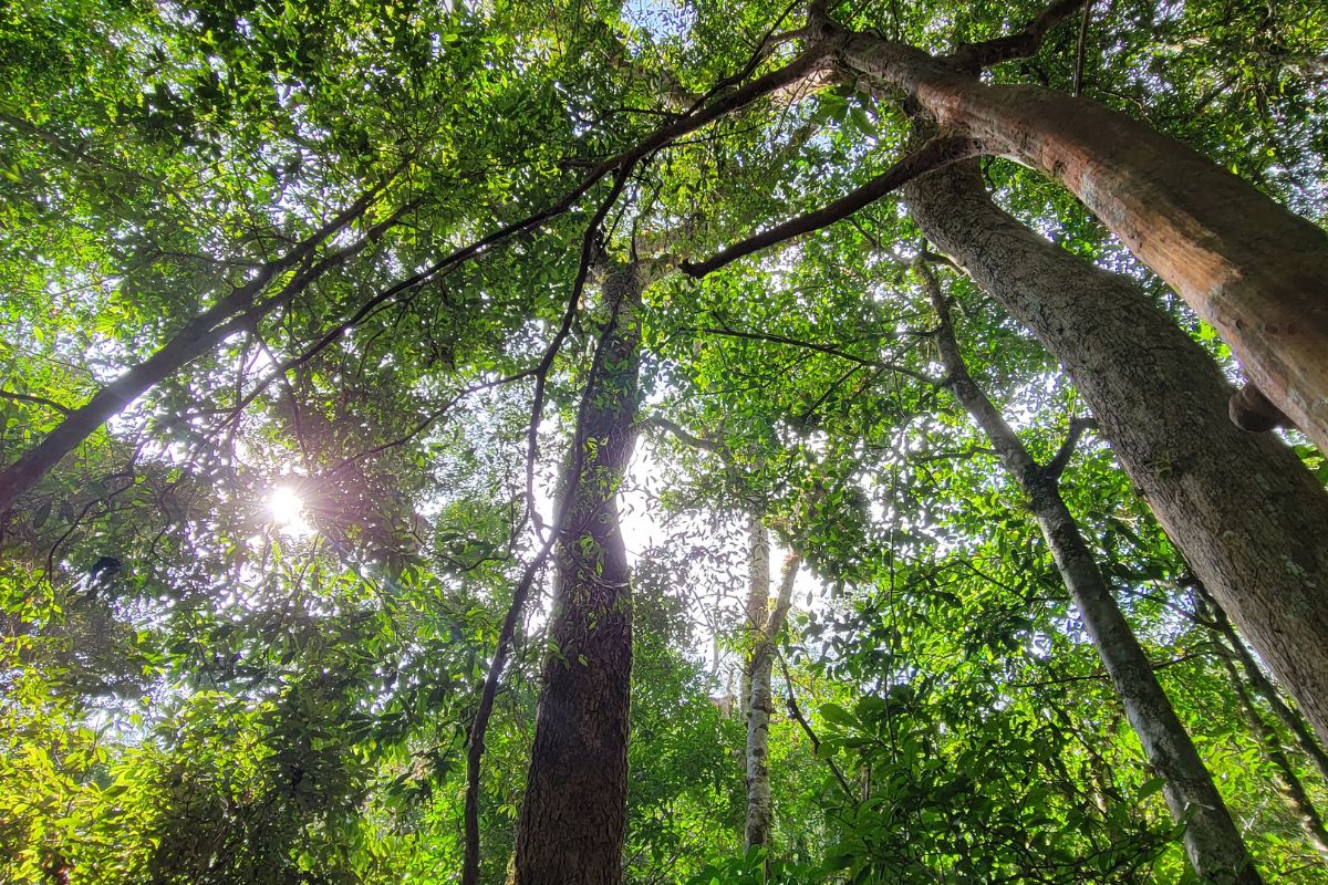 A hora e a vez da juquira: Cientistas desorientados calculam o valor da floresta em pé